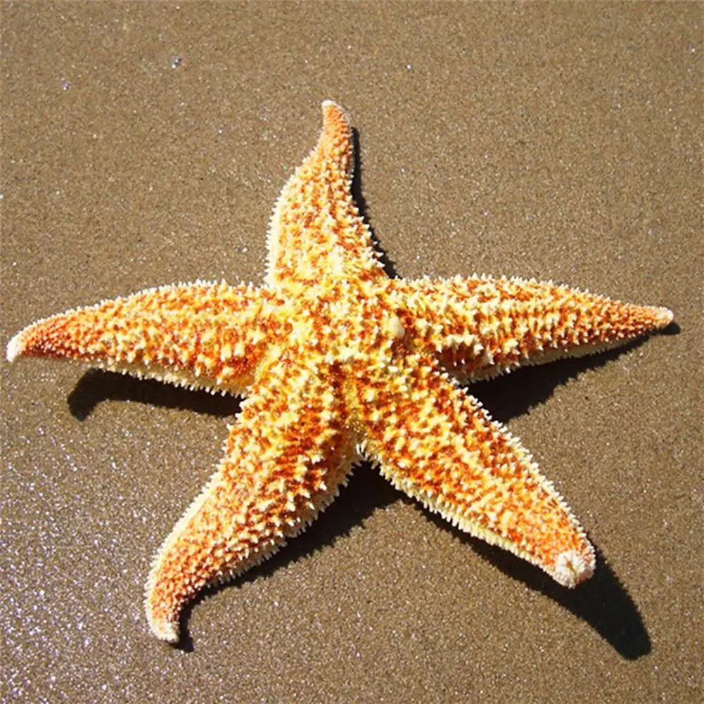 

2Pcs Starfish Estrellas De Mar Estrela Do Mar Star Fish Natural Dried Starfish Sea Star Beach Craft Wedding Party Home Decor