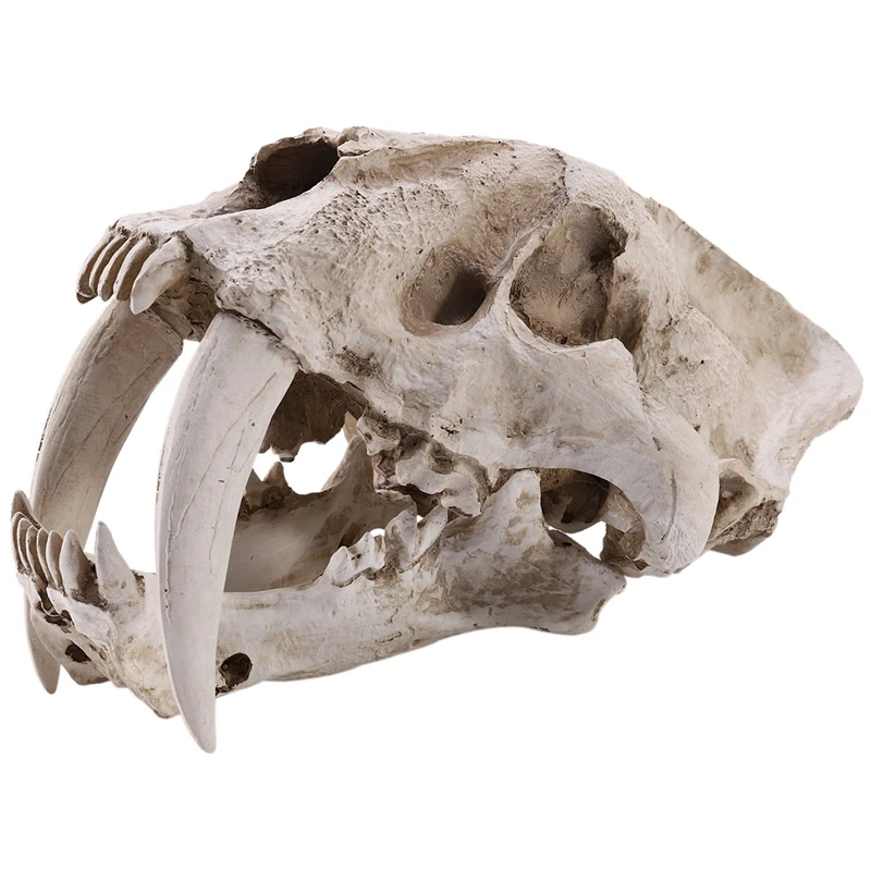 

Fashion1:1 Size American Ancient Animals Saber Tooth Cat Tiger Skull Sabertooth Smilodon Fatalis Specimen Model Animal Skeleton