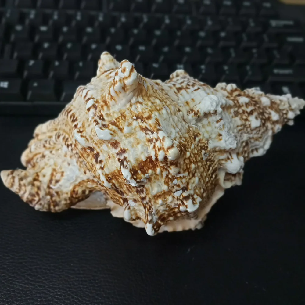 Натуральные морские улитки большие предметы без повреждений украшение сделай