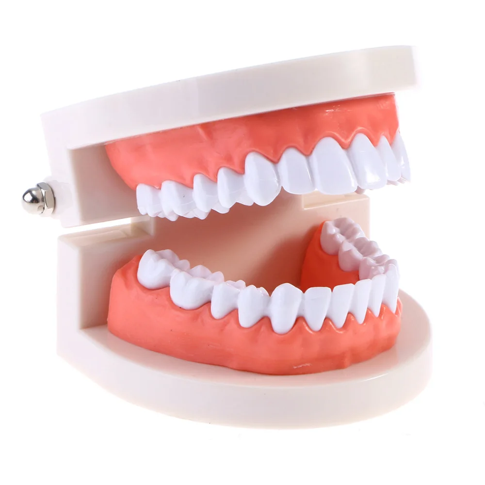

2pcs Practical Teeth Model Standard Teaching Study Typodont Demonstration Tool