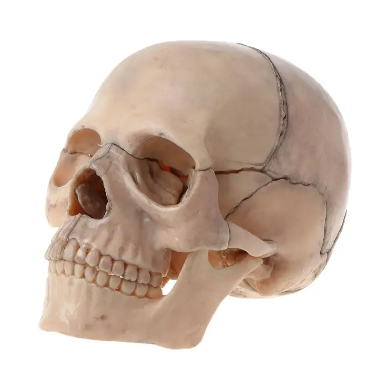 

15pcs/set Detachable Skull Model Human Adult 1:2 4D Disassembled Skull Anatomical Model Detachable Medical Teaching Tool