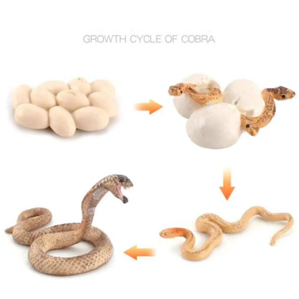 

Simulation Snake Growth Cycle Cobra Sand Python Model Children's Early Learning Cognitive Solid Decoration Toy Figure