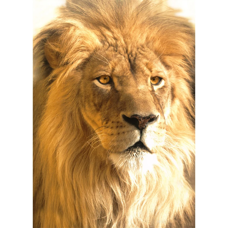 5D full diamond painting Lion head portrait DIY handmade crafts home decoration