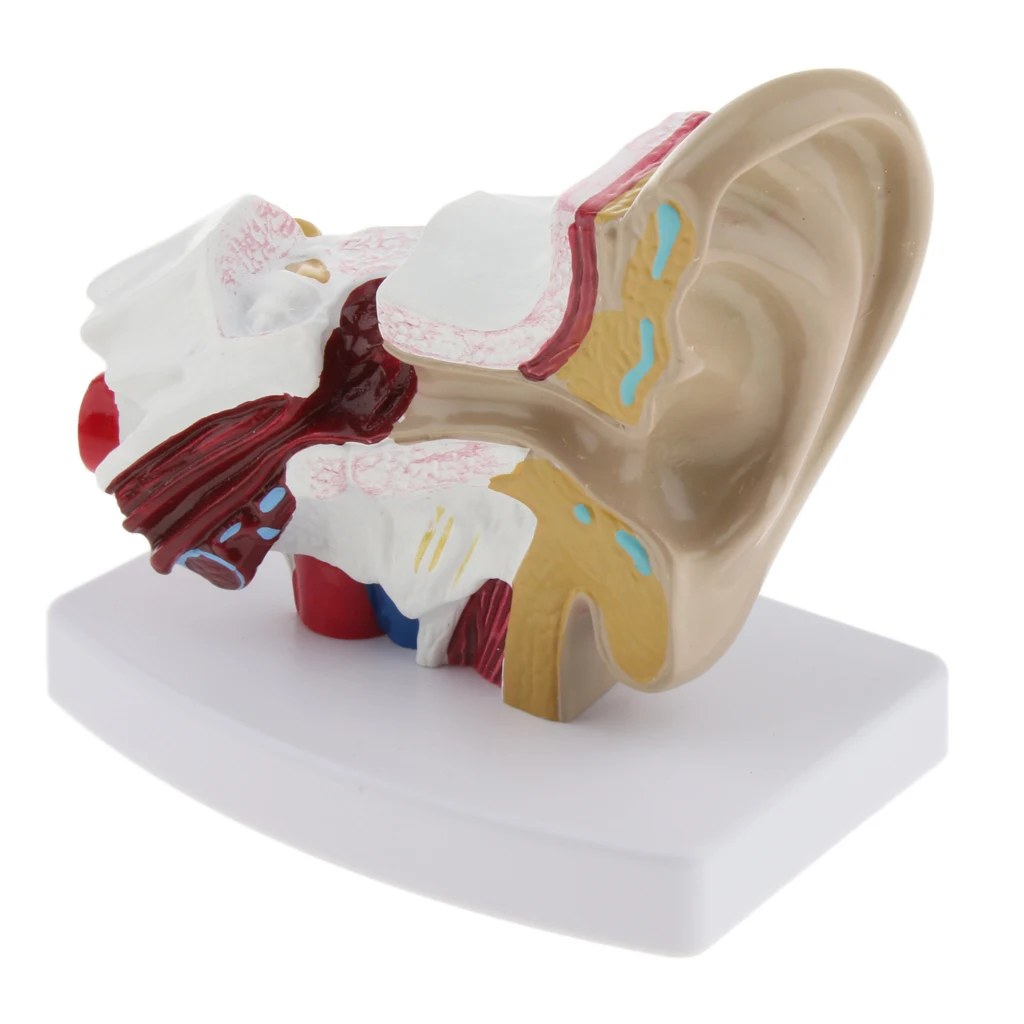 

1.5 Times Enlarged Human Ear Anatomical Structure Model Magnification Human Ear Model Pro School Learning Tool Lab Supplies