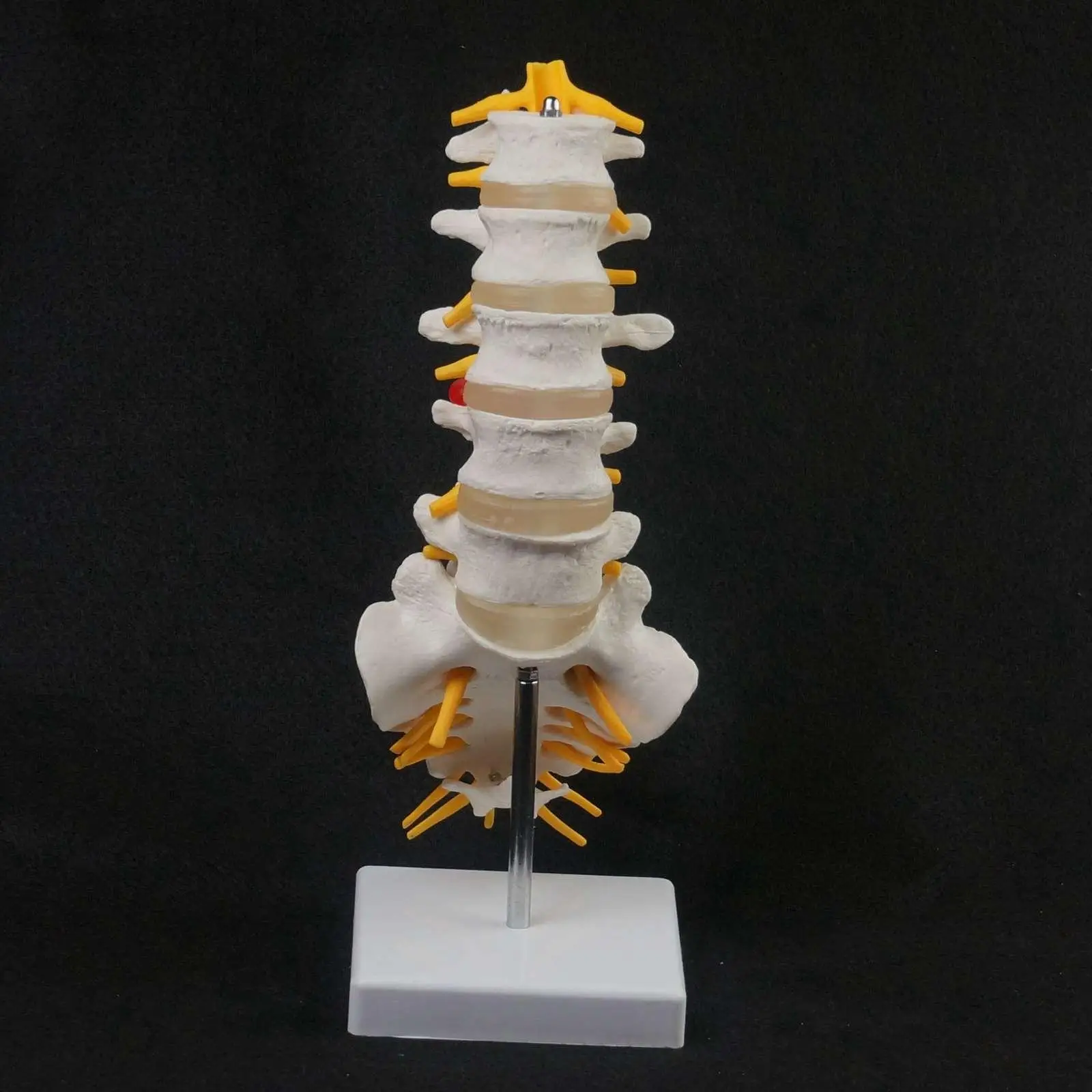 Human Lumbar Spine Caudal Vertebra Structure Intervertebral Disc Joint Model | Канцтовары для офиса и дома