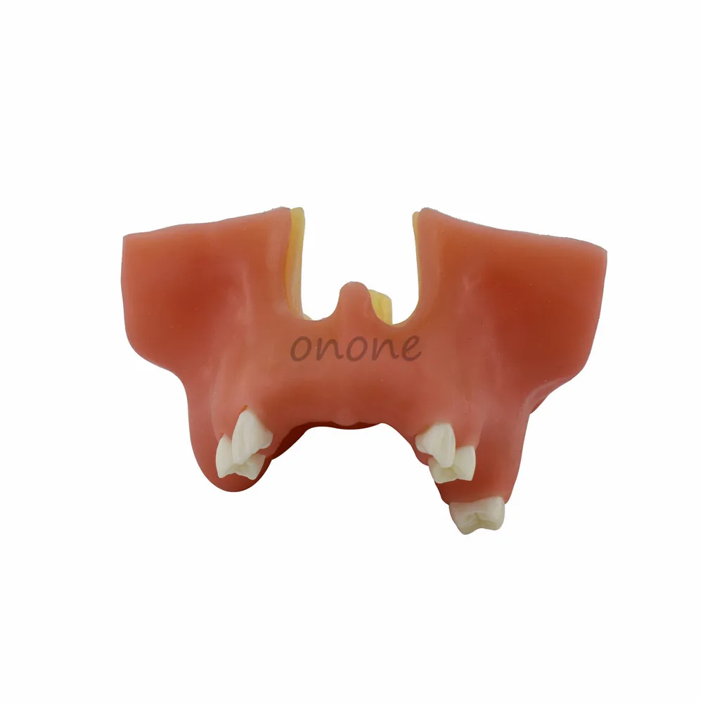 Модель зуба имитирующая рот для поднятия зубной пазухи 1 шт.