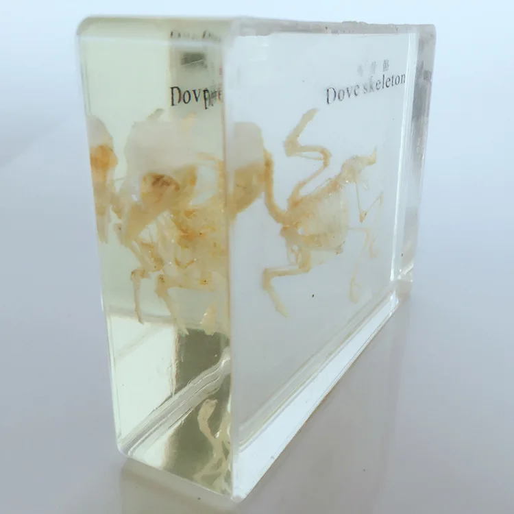 Реалистичные кости голубя скелет встроенный образец прозрачные модели смолы