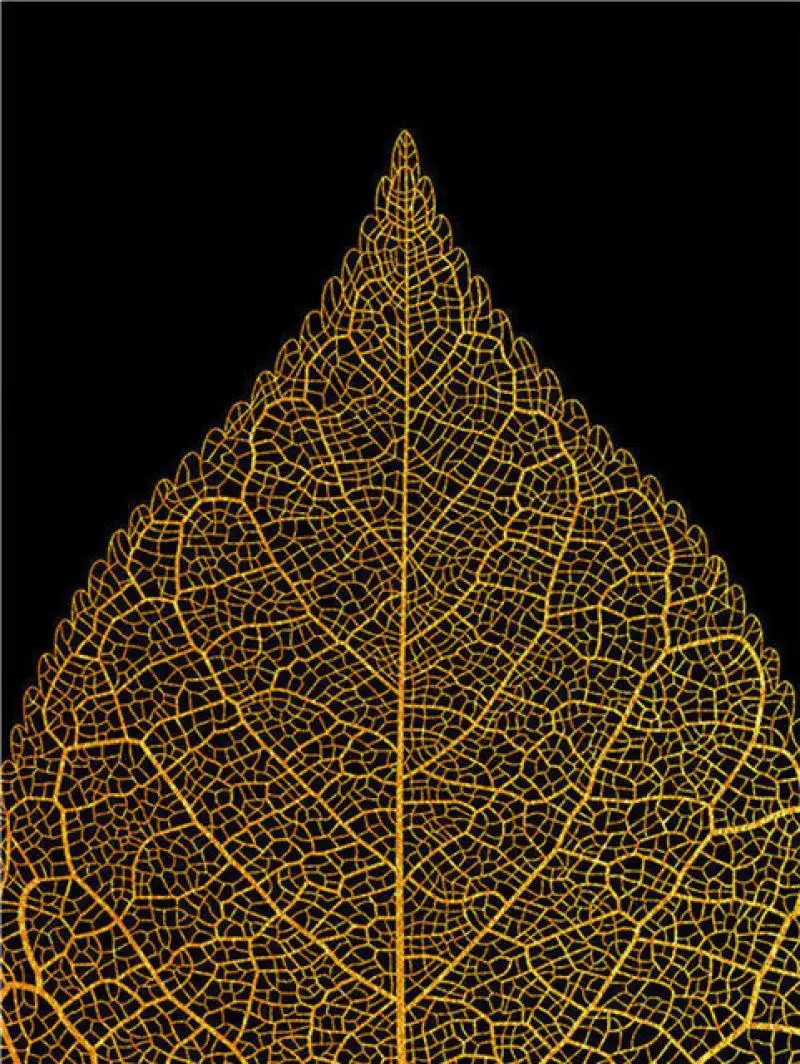 

Black & White Decor Poster Golden Leaf Vein Living Room Mural Bedroom Wall Art Home Decor Canvas Painting HD Prints and Posters