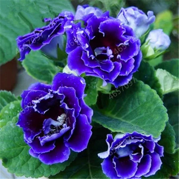 200 шт. искусственная глосиния | Дом и сад