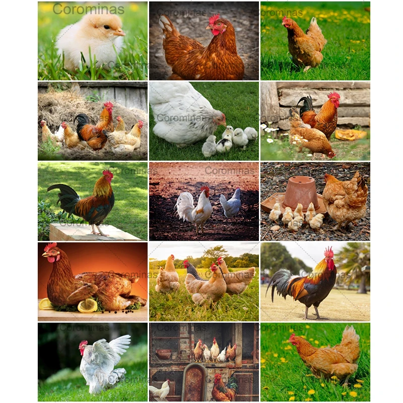 

Farm Decor Canvas Painting Rooster Poultry New Nature Chicken Birds Modular Posters and Prints Wall Art Farmhouse Pastoral Mural