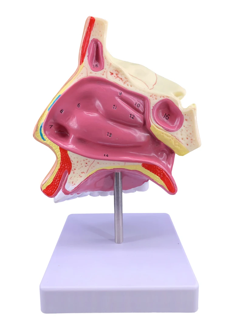 Анатомическая модель отоларингологии носовой полости человека анатомическая