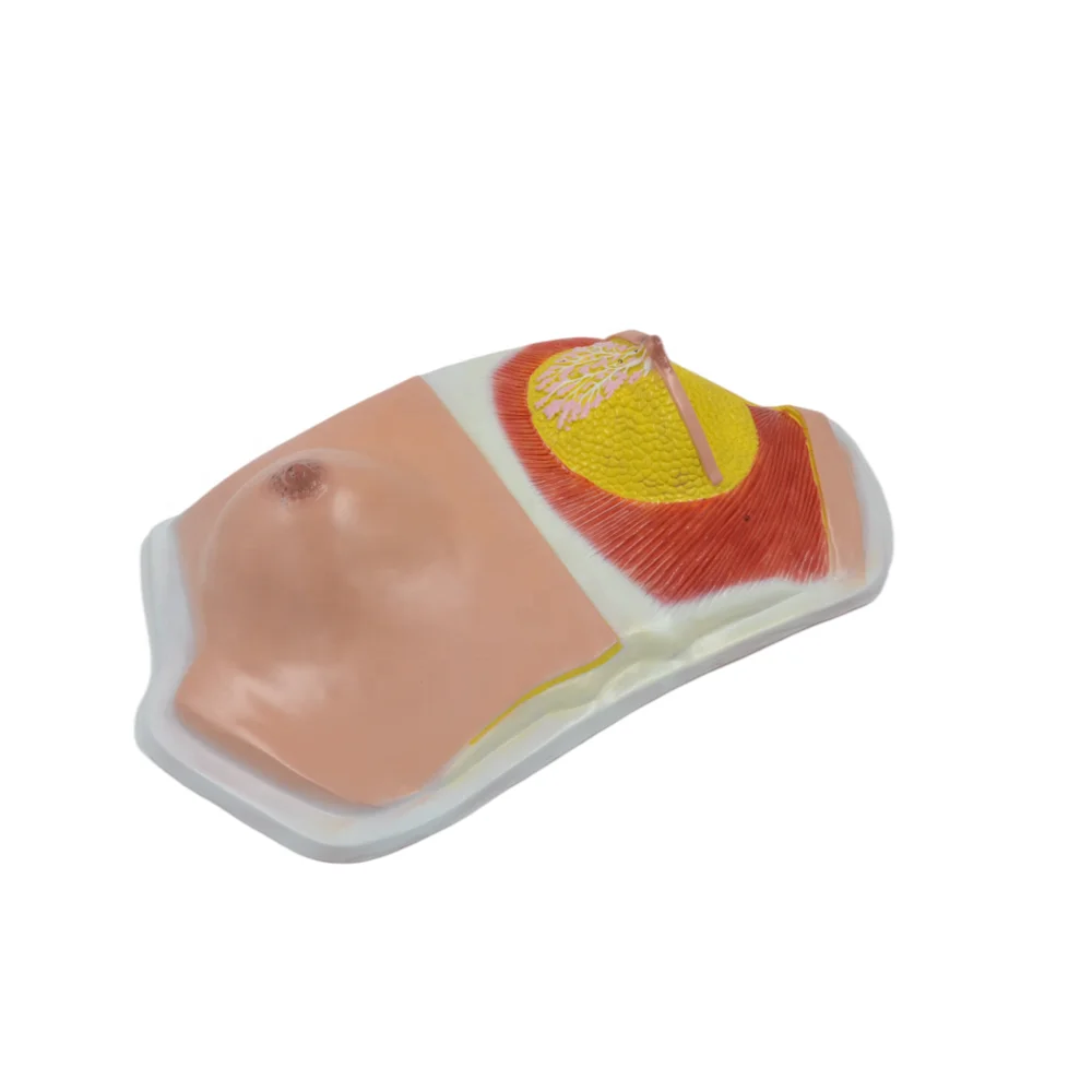Human Female Breast Medical Anatomical Mode During Lactation for Learning and Teaching 1:1 Life Size Educational Equipment | Канцтовары
