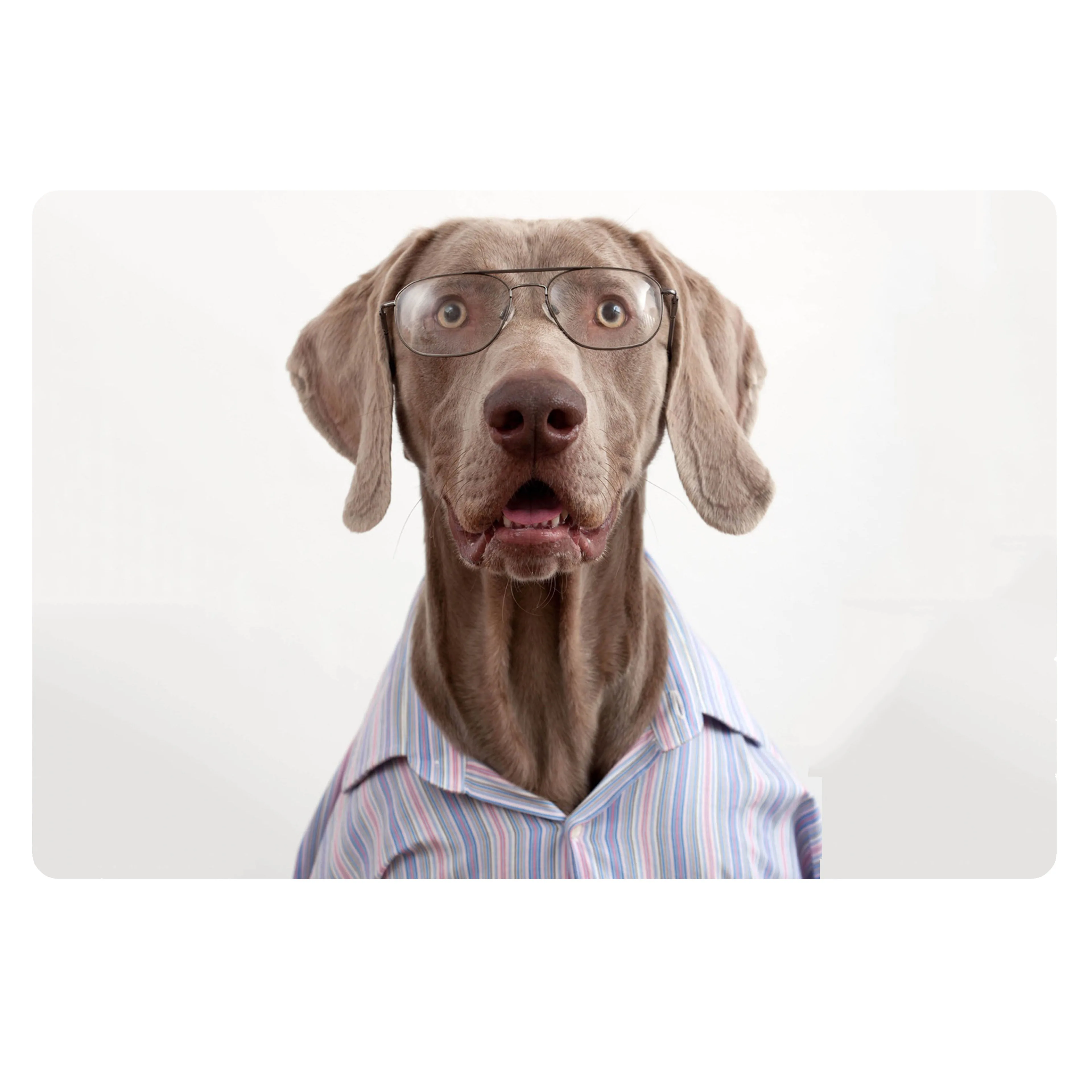 HUGSIDEA Смешные 3D собака Веймаранер принт двери ковров для Гостиная/Спальня/Кухня