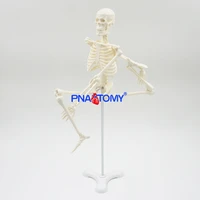 45cm human skeleton model flexible arms and legs spine anatomy educational tool medical teaching art school used detachable