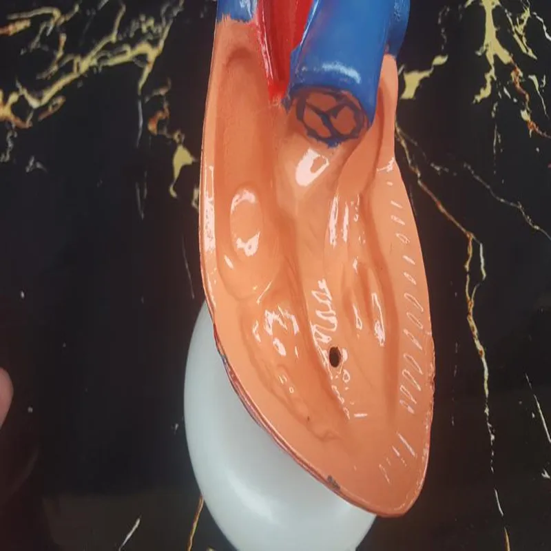 1:1 медицинская желудочно кишечная анатомическая модель в натуральную величину