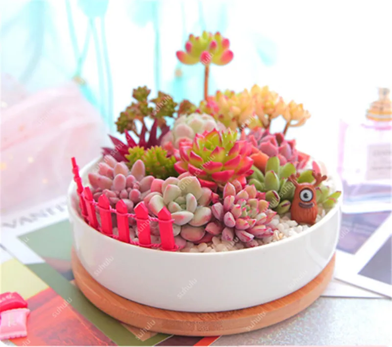 Литопс 300|Цветочные горшки и кадки| |