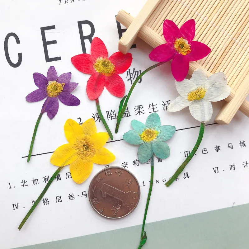 

12pcs Colorful Dry Primula Flower Plant Specimen Dried Flowers For Wedding Party Mobile Phone Shell Decoration
