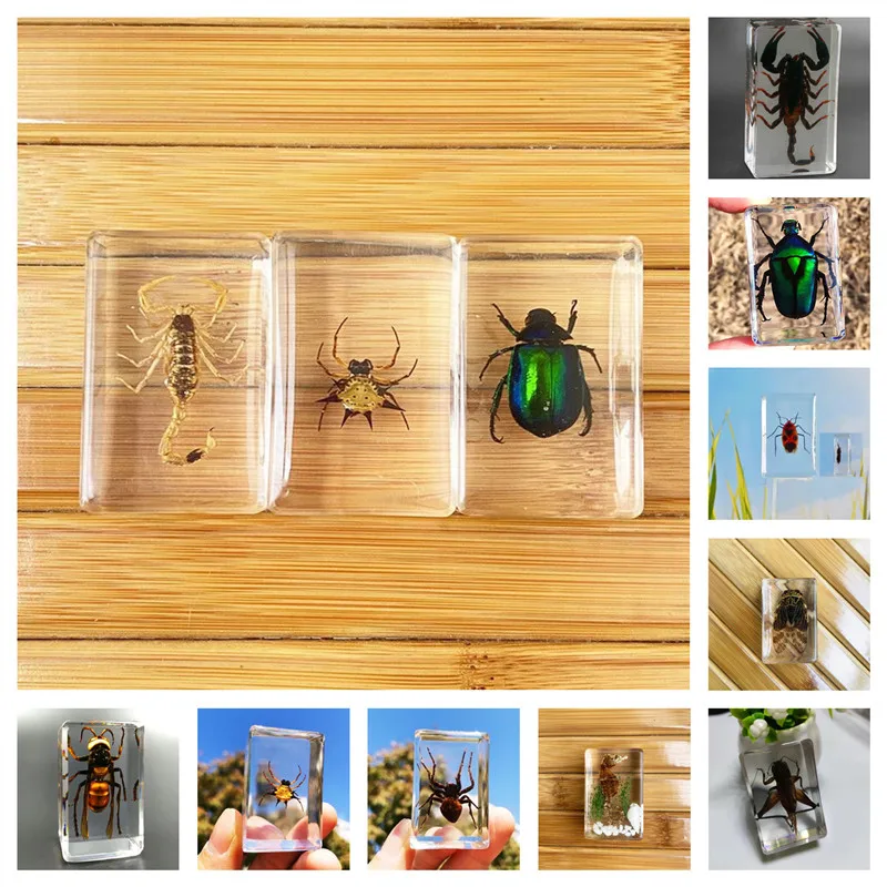 

11Soorten Insect Exemplaren Natuurlijke Insect Exemplaren Hars Creatieve Ornamenten Kinderen Onderwijs Collectie Observatie Gift
