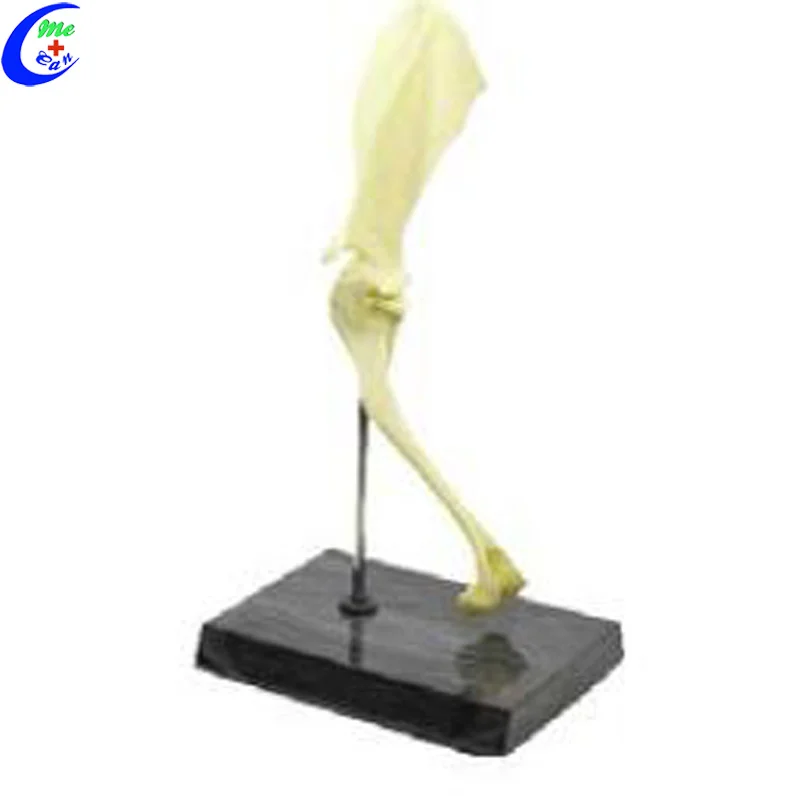 

Dog Knee Disease Model Animal Model Kits