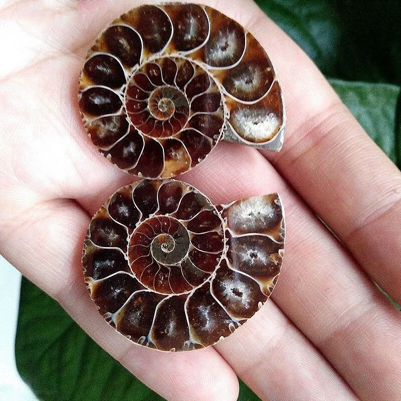 1 Pair Half Cut Natural Ammonite Shell Jurassic Fossil Specimen Madagascar 3-4cm | Дом и сад
