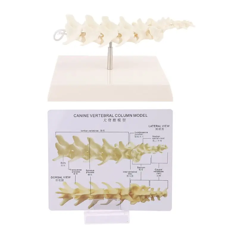 

Dog Canine Lumbar Vertebrae with Coccyx Model Aid Teaching Anatomy Display Study