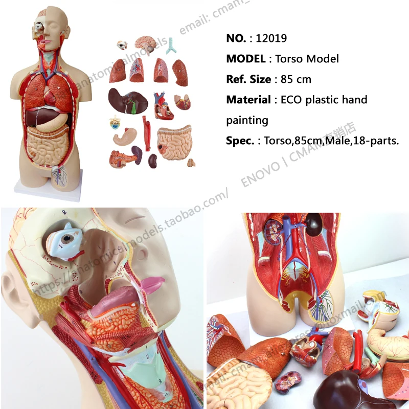 CMAM/12019 Torso 85 см мужской 18 частей пластмассовая анатомическая модель человеческого