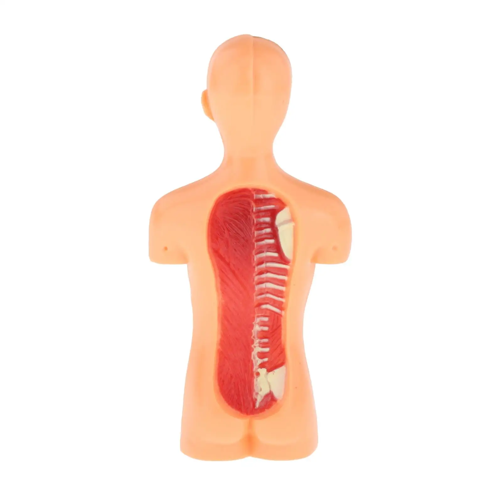 

Human Body Model Classroom Realistic Assembly Learning Toys Teaching Aids