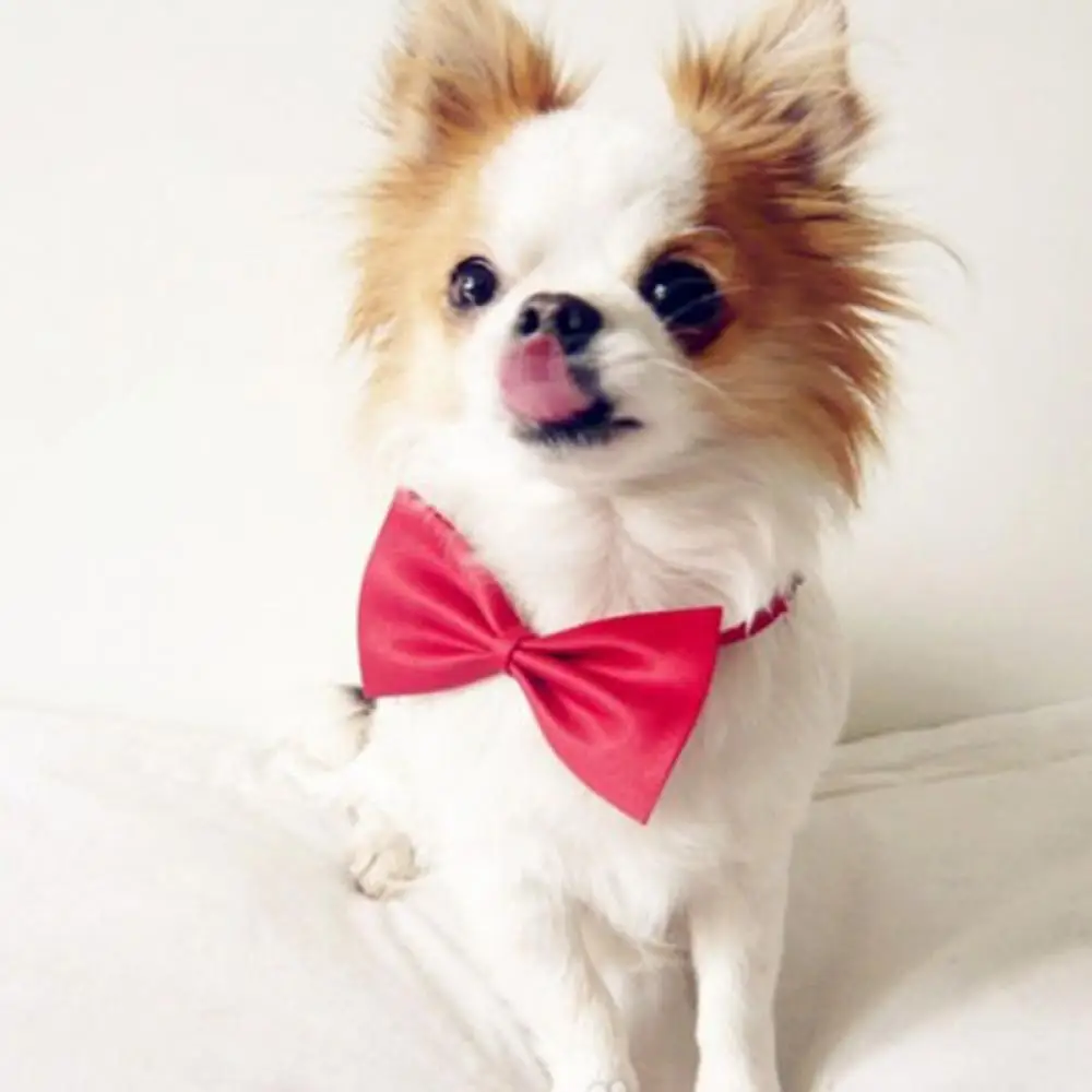 Галстук бабочка для животных высокое качество домашних шеи галстук кошка собака