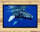 Горбатый кит свирепый волк гигантский морских животных (18) стены Плакаты принты шелковая Живопись для дома стены Украшения в спальню