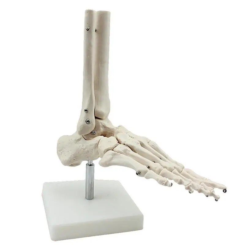 

medical human skeleton foot bones anatomy model Foot and Ankle with shank bone anatomical model greys anatomy