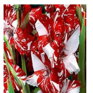 17 Ngryise 10 шт набор Vaniot Houtt gladiolus лампочка - Цвет: 17