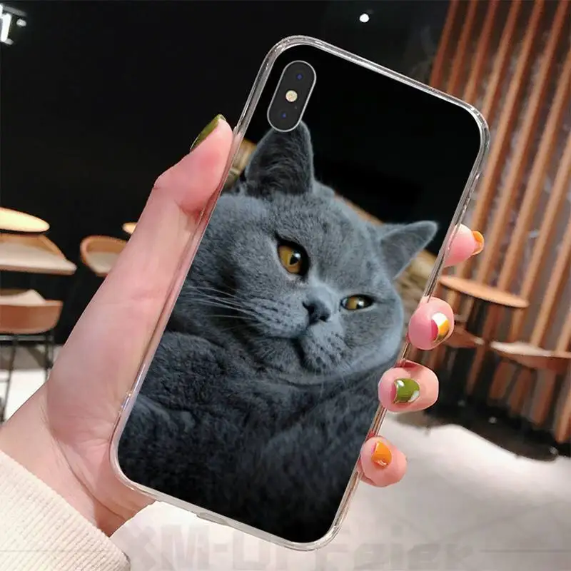 

British Shorthair Cat Top Design Phone Case Transparent Phone Case For Iphone 11 12 Pro Max Xr X 7 8 PLUS Xs SE 2020 Cover