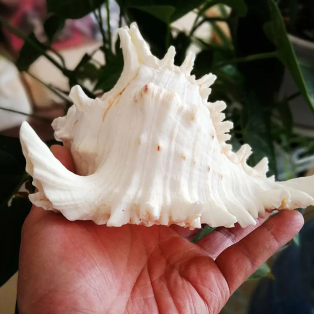 

Shell Aquarium Decoration Fish Tank Conch Natural Shell Aquarium Landscape Ornament White (22cm)