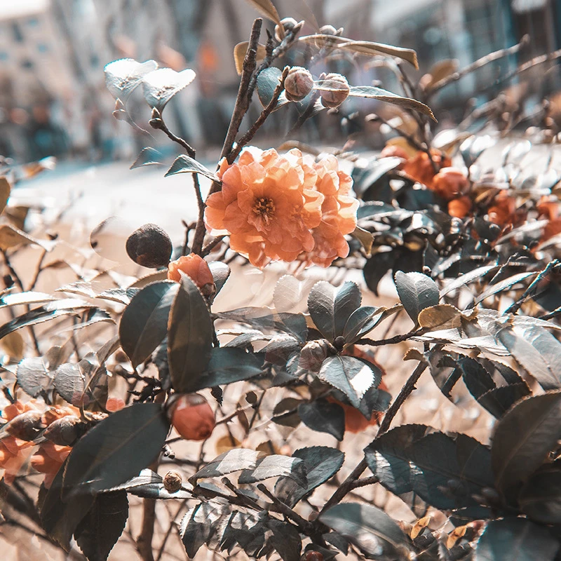 

77mm Filter Linner Prism Variable Number of Shooting Objects Gourmet The Film Effect SLR Accessories Optical Glass