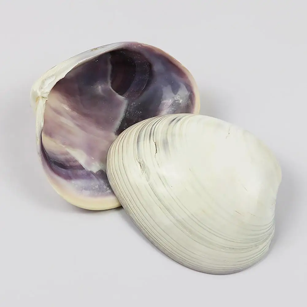

Natural Conch Purple Clam Home Window Design Aquarium Hermit Landscaping Fish Landscape Decoration Crab E6u5
