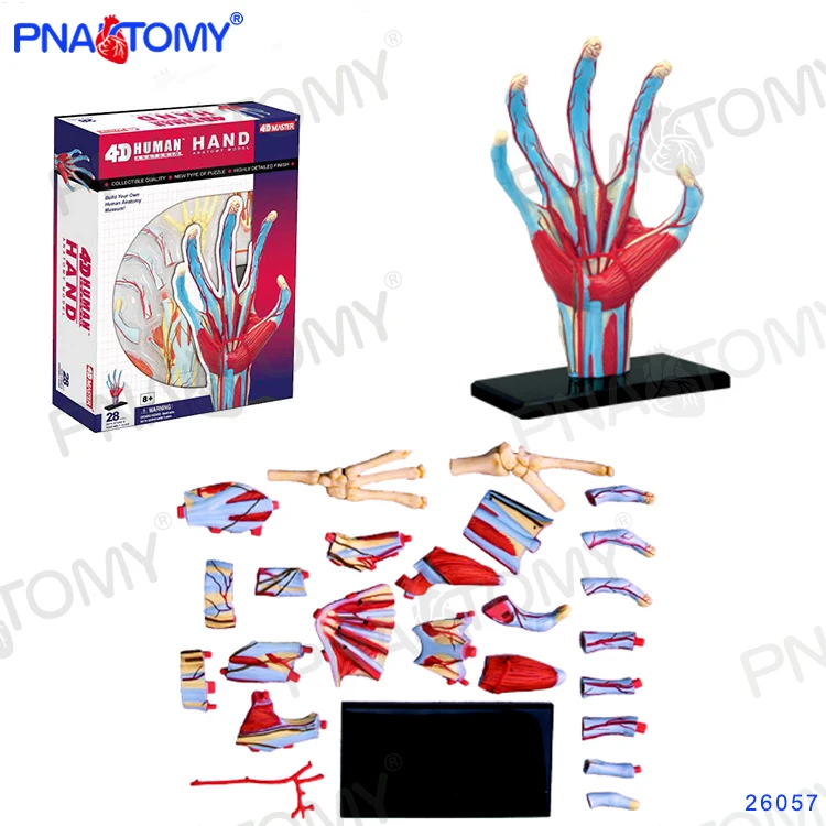 

4D MASTER 26057 Human Hand Skeleton Anatomical Model Anatomy DIY Gift Children Toy Puzzle Educational Model Internal Organs