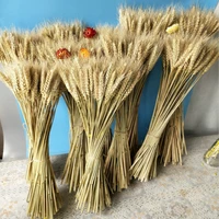 real wheat ear flower decoration natural pampas rabbit tail grass dried flowers for wedding party diy craft scrapbook bouquet