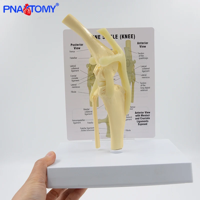 

Life Size Canine Knee Model Dog Joint Anatomical Model with Key Card Manual Animal Skeleton Anatomy Medical Science Gift