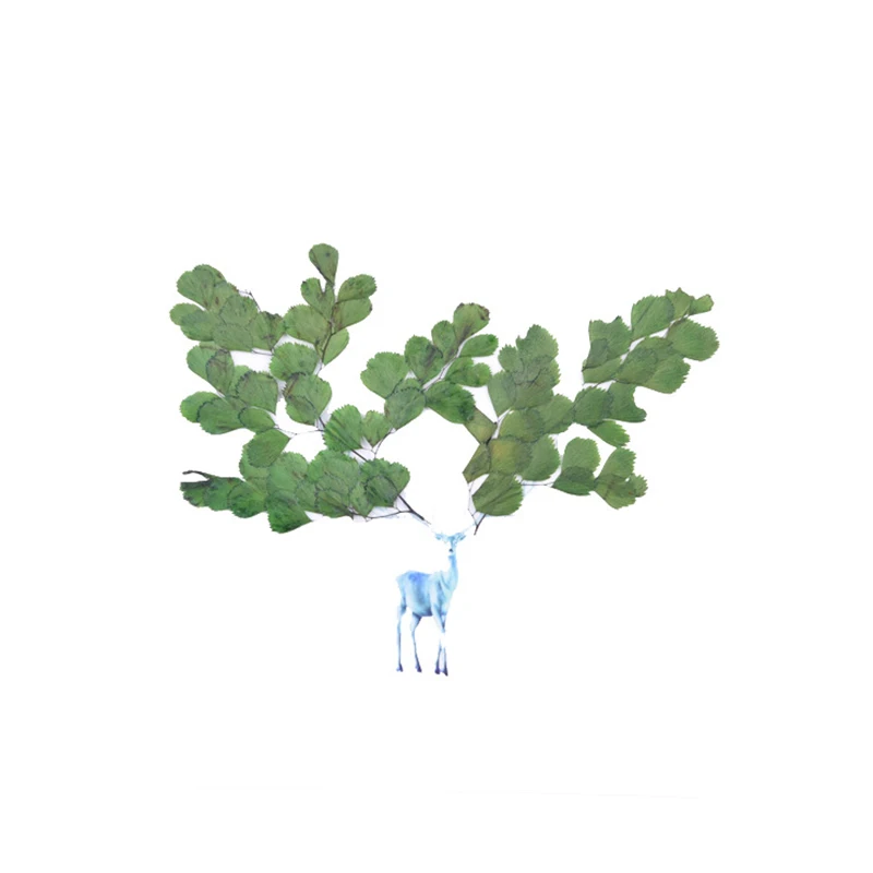 Maidenhair папоротник сено тиснение diy клей фотоальбом Закладка прессованный цветок