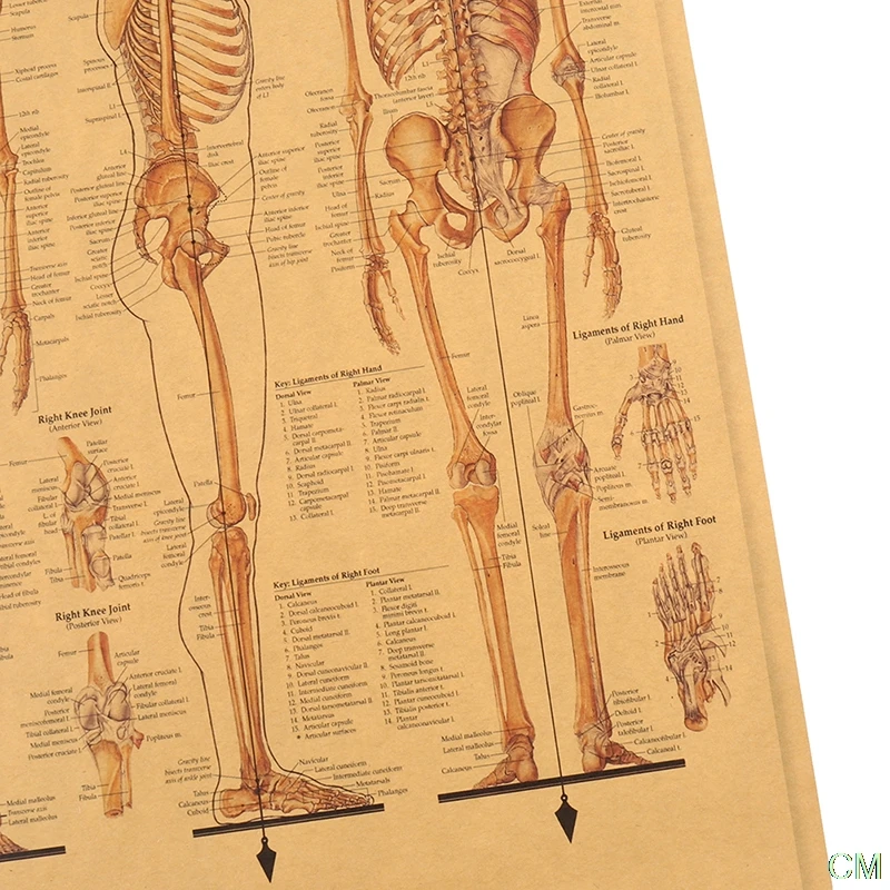 

The Skeleton of The Body Structure Nervous System Poster Bar Home Decor 42x30cm