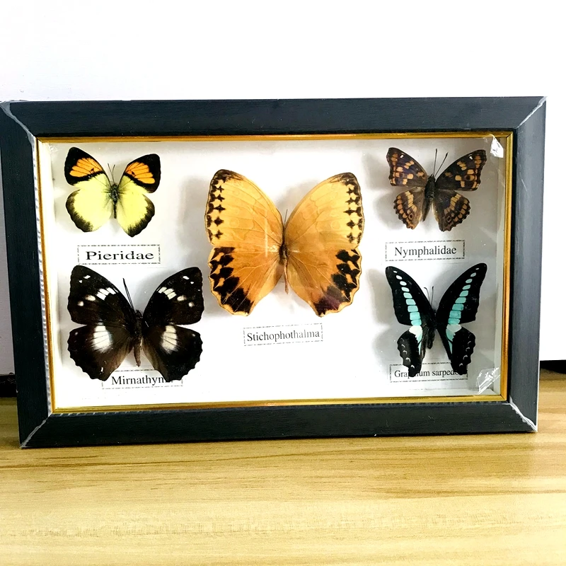 Pretty Butterfly Real Specimen Education Material Collection/Butterfly Specimen Artwork Material Decor