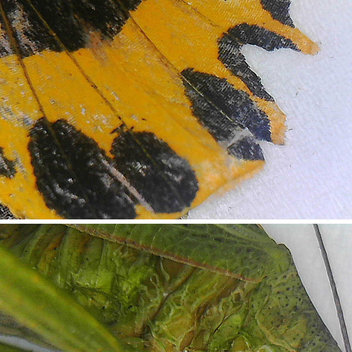 Цифровой микроскоп с Wi-Fi 2 миллиона пикселей HD увеличение 50 ~ 1000 раз для проверки