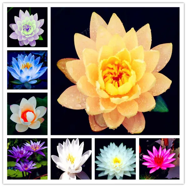 5 шт. лотоса|Сувениры для вечеринок| |