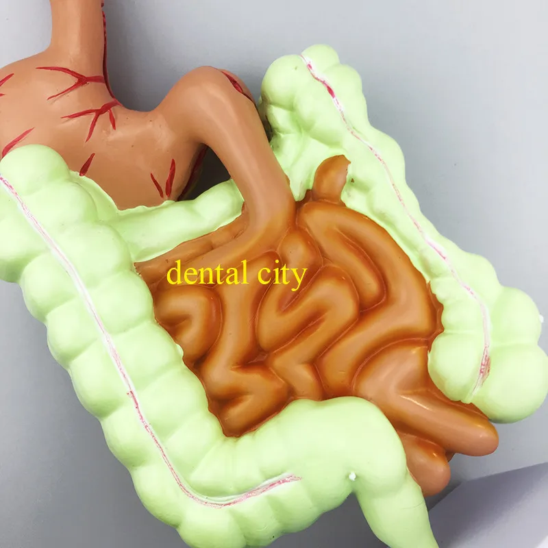 Пищеварительная система человека анатомическая модель желудка большой кишки Cecum