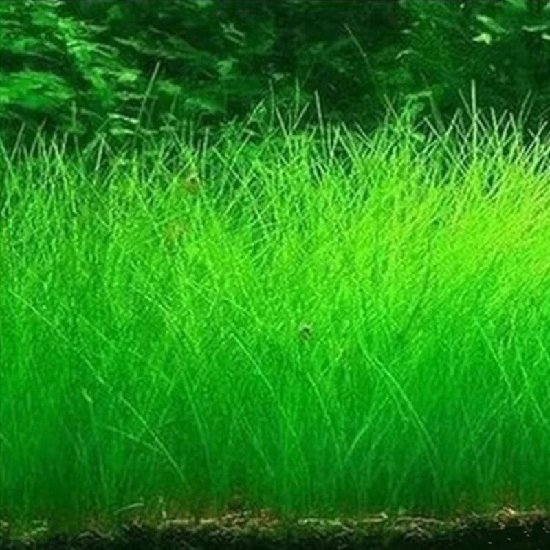 8 г/пакет семена травы для аквариума Крытый водной декор из растений рок лужайка сад передний план посадки Пейзаж орнамент - Цвет: Hairy
