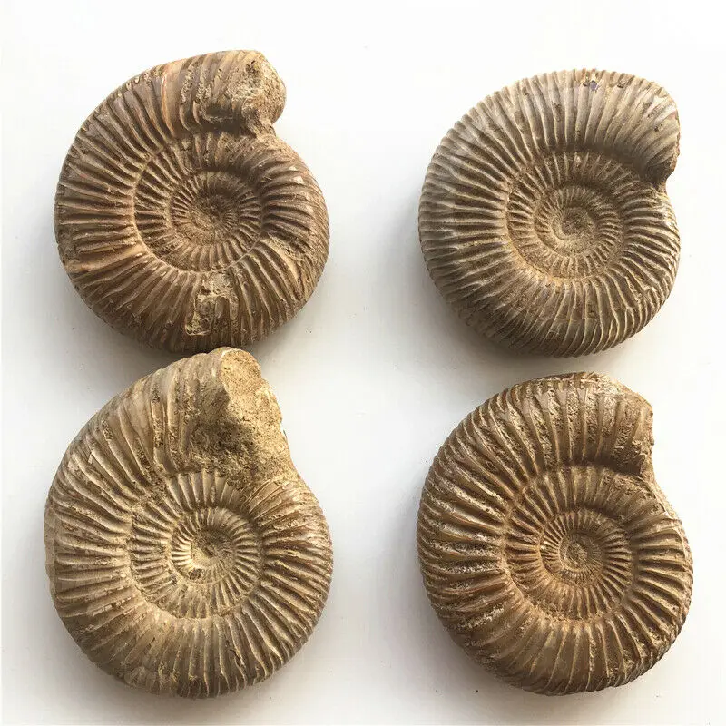 1 шт. натуральный Палеонтологический Fossil Ammonoid минеральный геологический учебный образец Коллекция украшения
