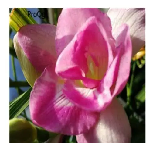 2 Ngryise 20 шт набор Freesia hybrida - Цвет: 2