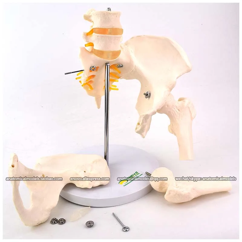 

12338-1 / Pelvis model