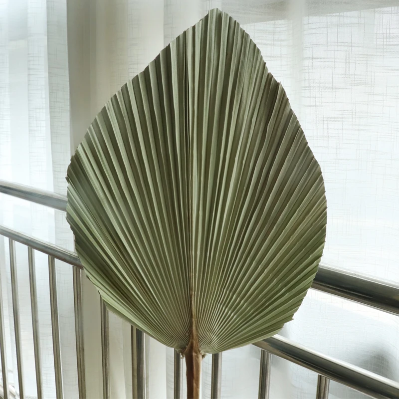 Натуральные сохраненные листья кошачьего хвоста 5 шт./лот сухие натуральные