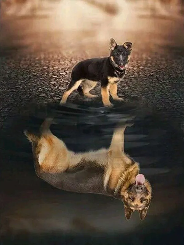 

"German Shepherd"rhinestone pasted,cross stitch,full square&round diamond painting abstract,handcraft crafts,home decor
